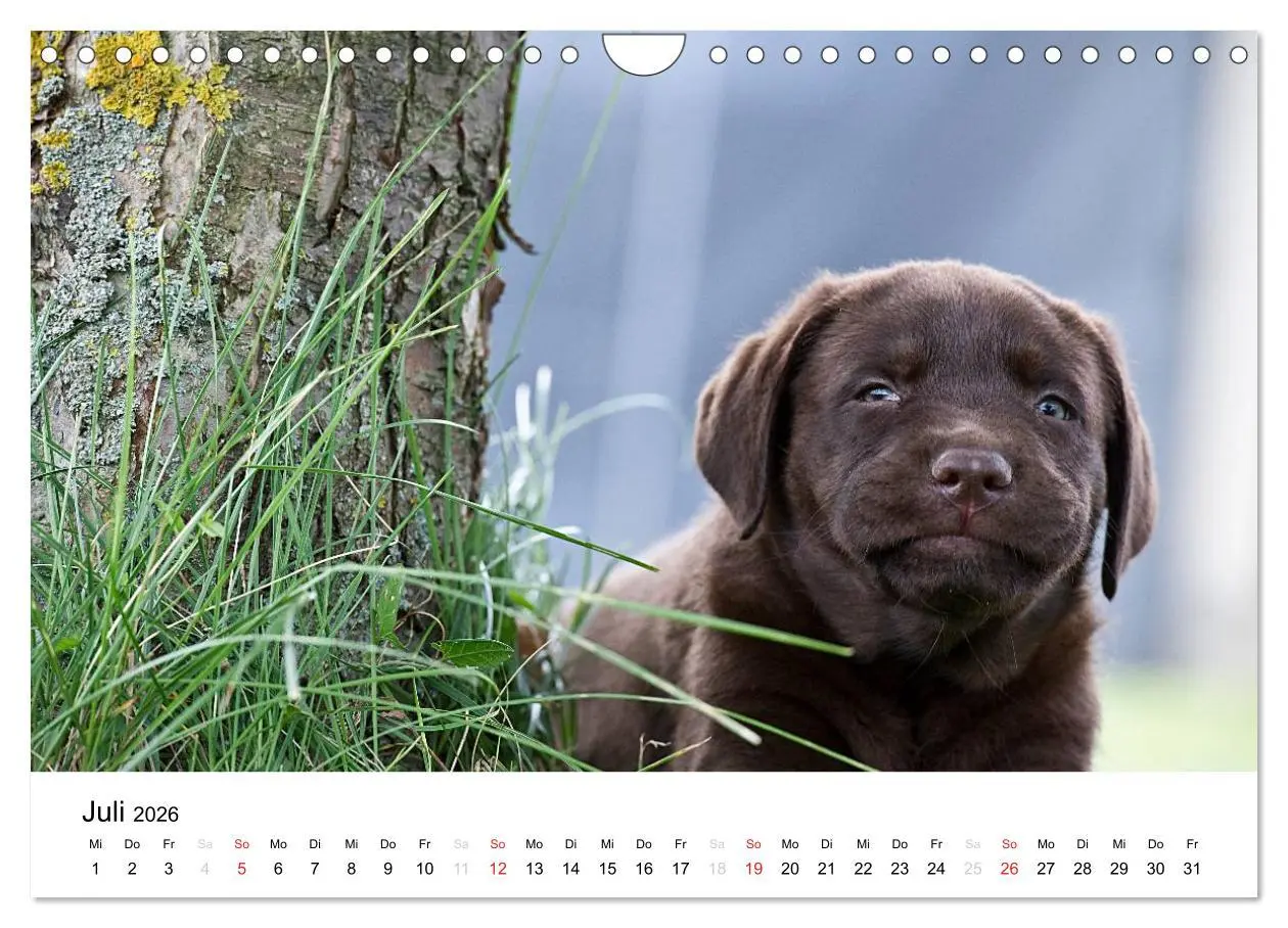 Bild: 9783516110623 | Labrador Welpen (Wandkalender 2026 DIN A4 quer), CALVENDO...