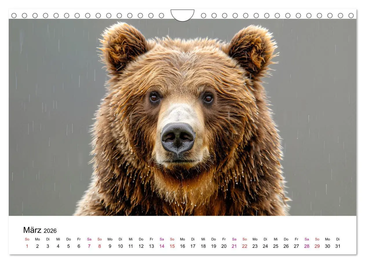 Bild: 9783457320723 | Bären - gefährlich nett (Wandkalender 2026 DIN A4 quer), CALVENDO...