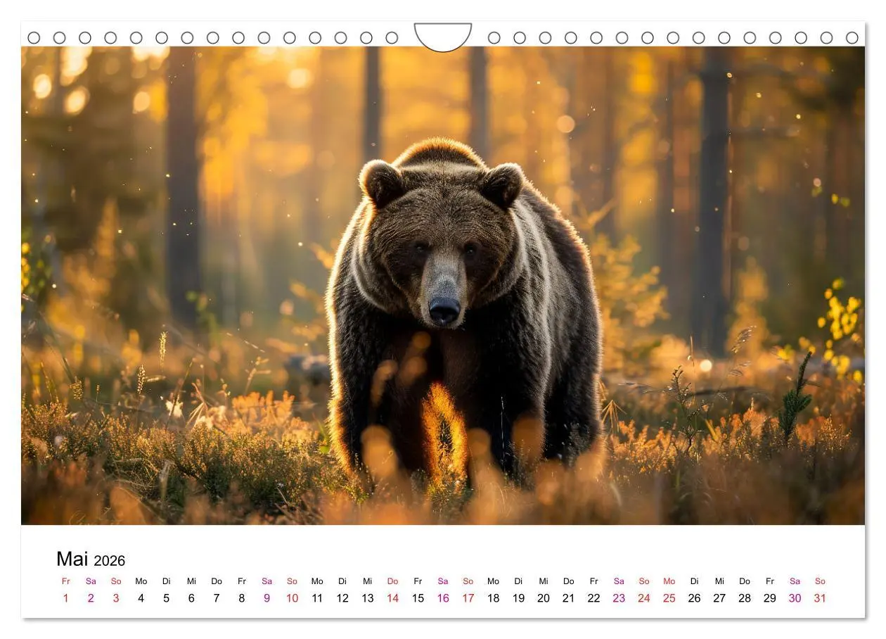 Bild: 9783457320723 | Bären - gefährlich nett (Wandkalender 2026 DIN A4 quer), CALVENDO...