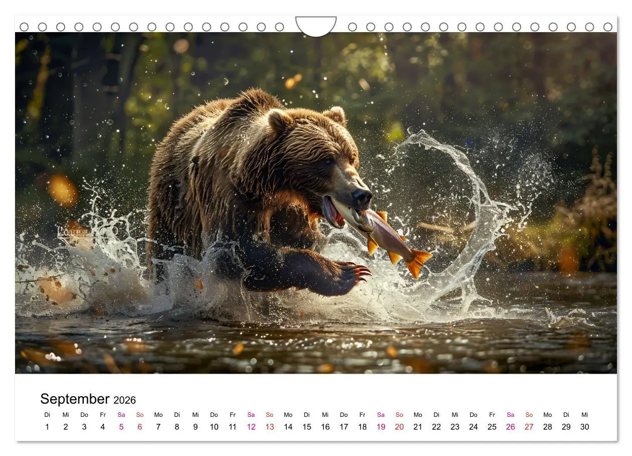 Bild: 9783457320723 | Bären - gefährlich nett (Wandkalender 2026 DIN A4 quer), CALVENDO...