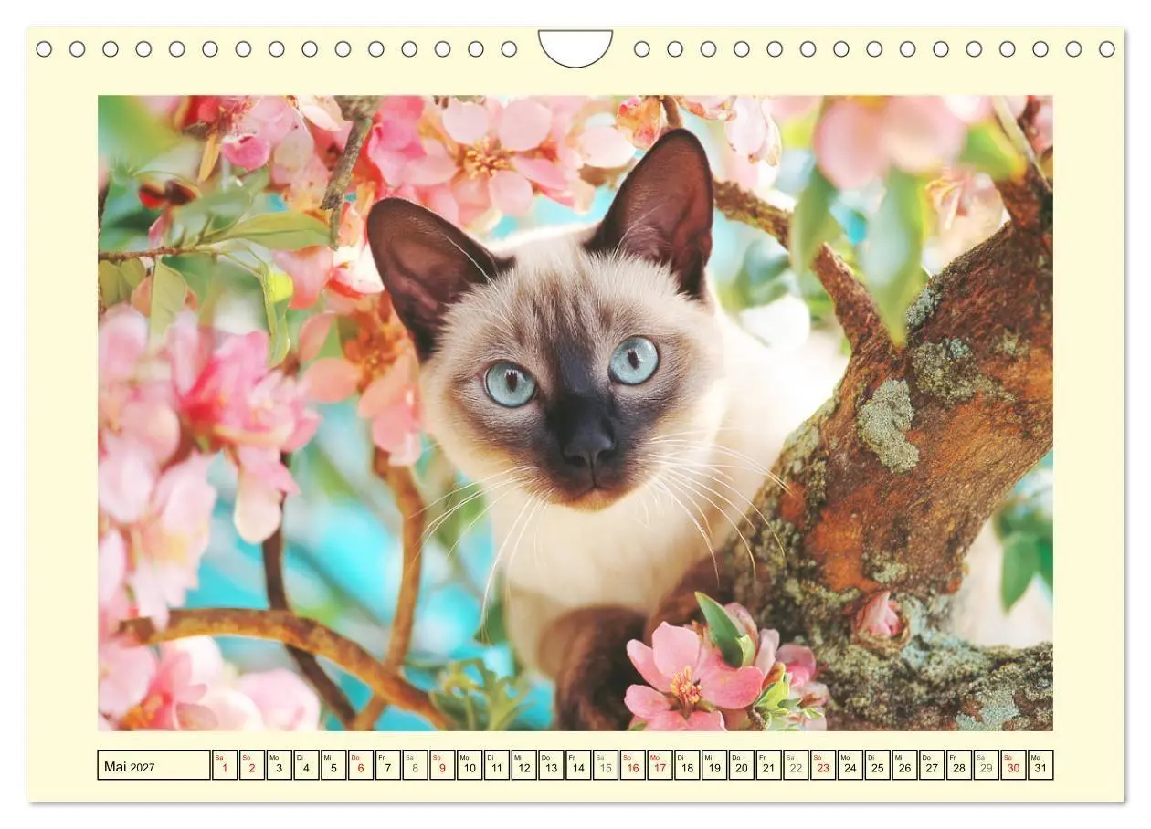 Bild: 9783516950823 | Edle Siamkatzen. Anmut und Charakter im Spiel mit der Natur...