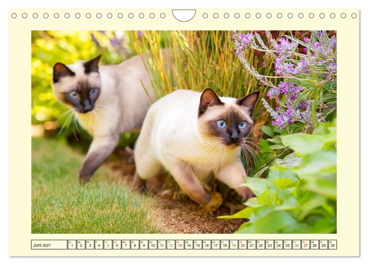 Bild: 9783516950823 | Edle Siamkatzen. Anmut und Charakter im Spiel mit der Natur...