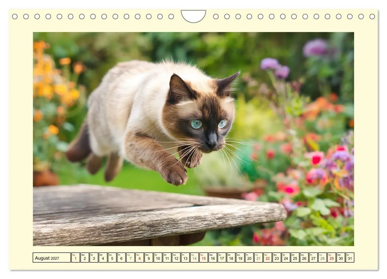 Bild: 9783516950823 | Edle Siamkatzen. Anmut und Charakter im Spiel mit der Natur...