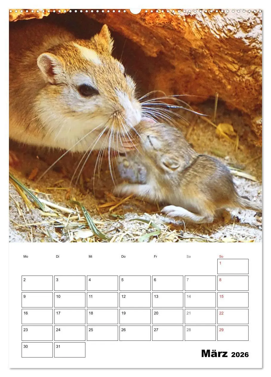Bild: 9783516371123 | Mongolische Rennmäuse (hochwertiger Premium Wandkalender 2026 DIN...