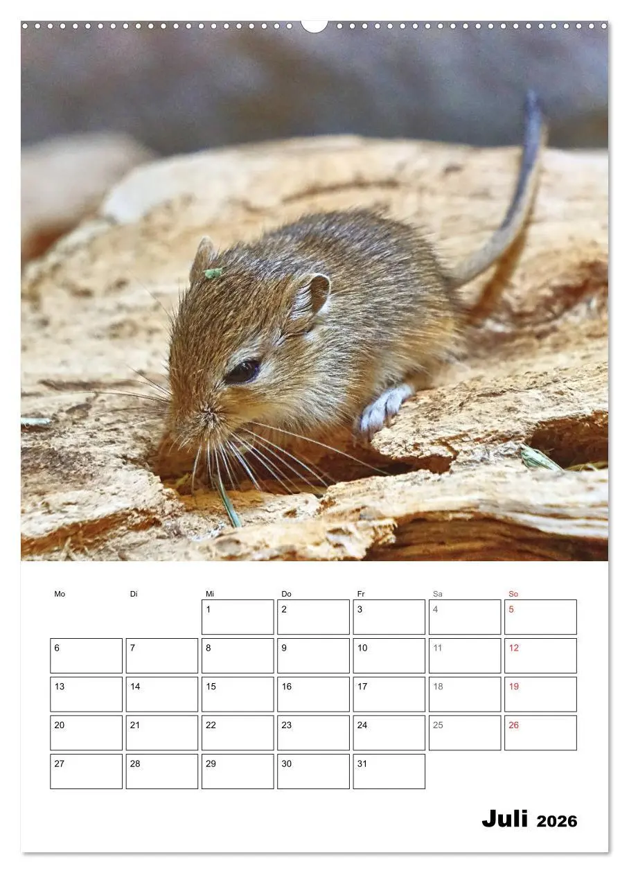 Bild: 9783516371123 | Mongolische Rennmäuse (hochwertiger Premium Wandkalender 2026 DIN...