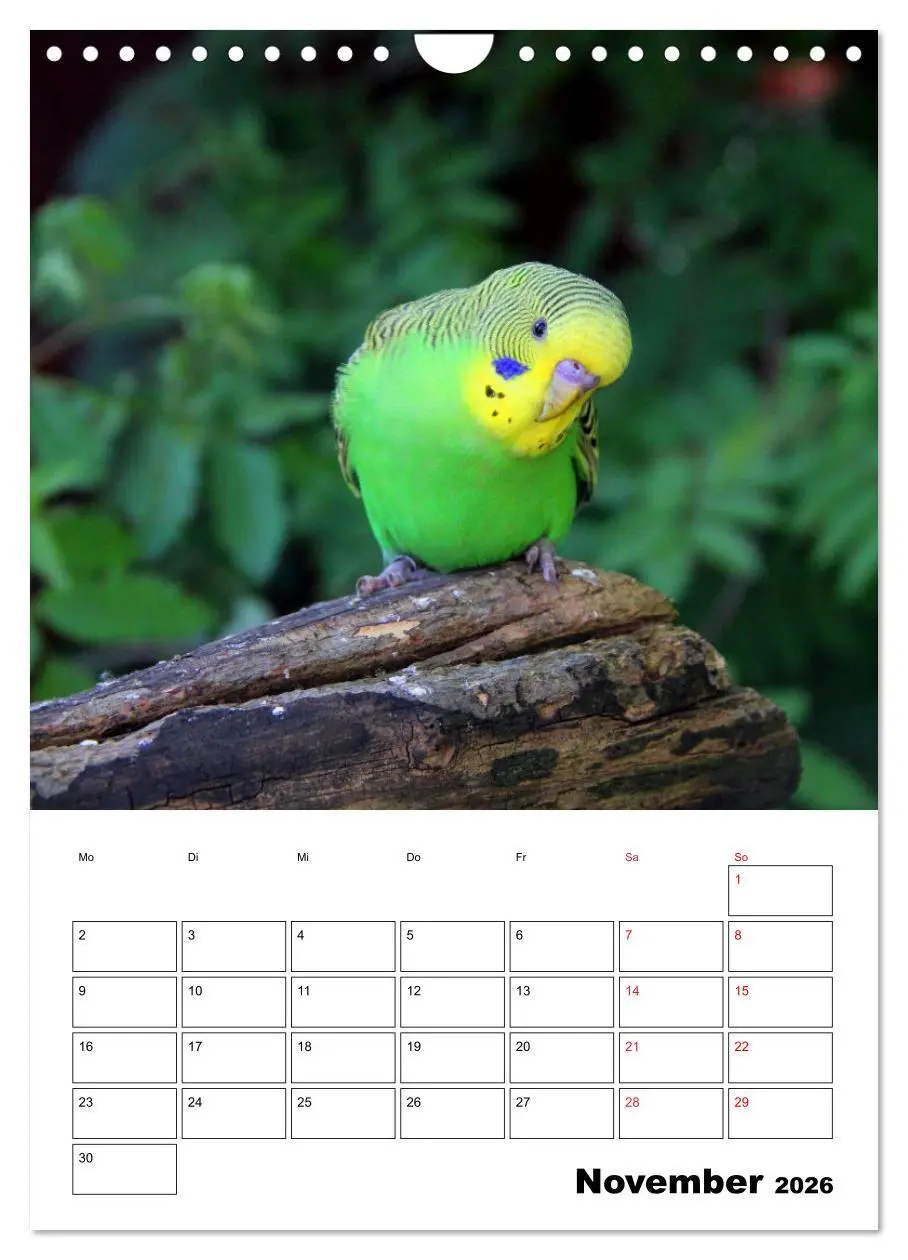 Bild: 9783516361223 | Der Wellensittich - mein bester Freund (Wandkalender 2026 DIN A4...