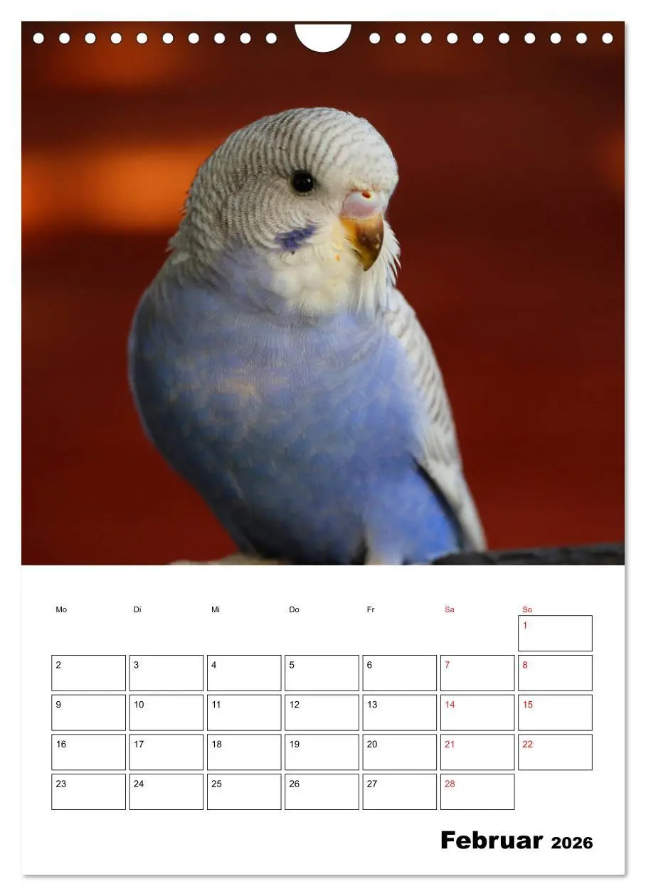 Bild: 9783516361223 | Der Wellensittich - mein bester Freund (Wandkalender 2026 DIN A4...