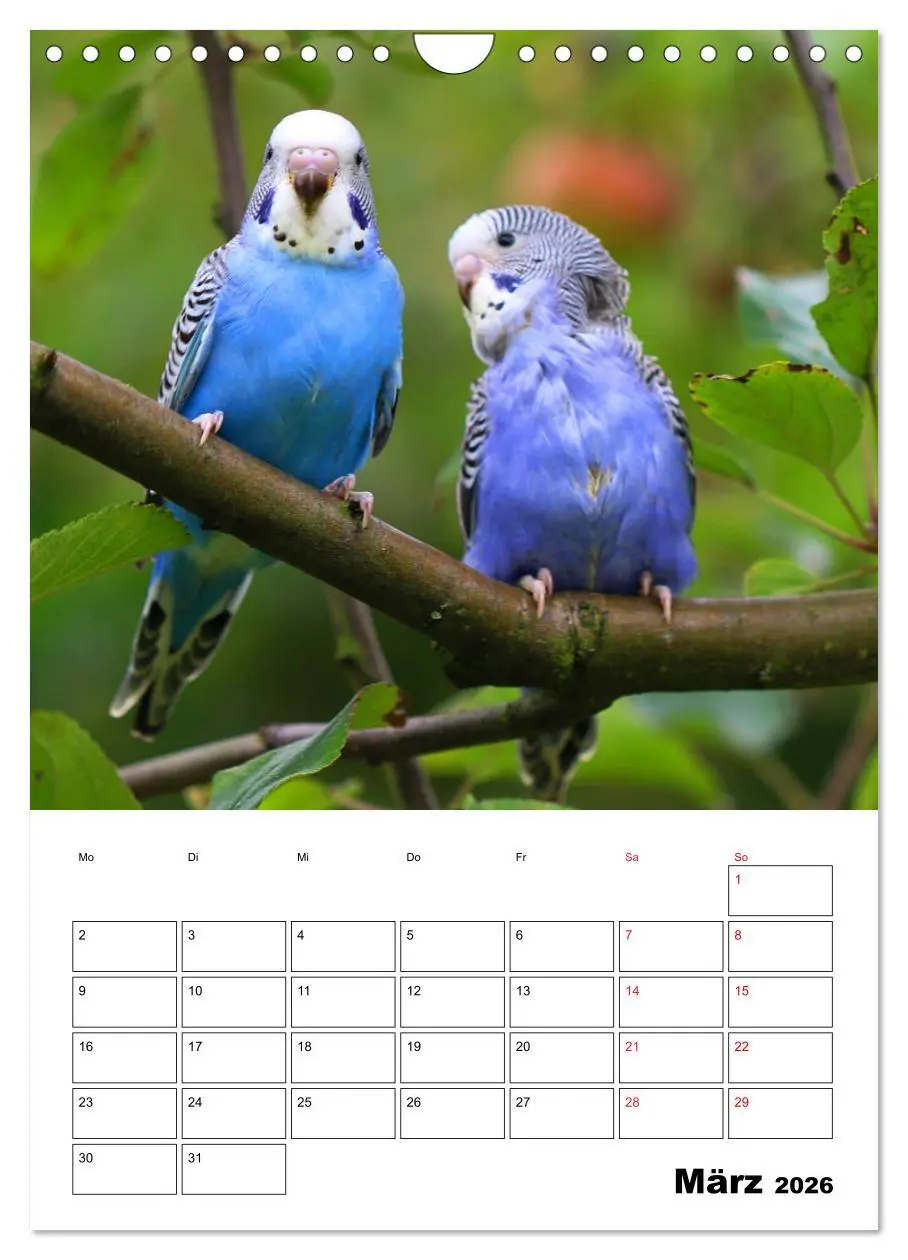 Bild: 9783516361223 | Der Wellensittich - mein bester Freund (Wandkalender 2026 DIN A4...
