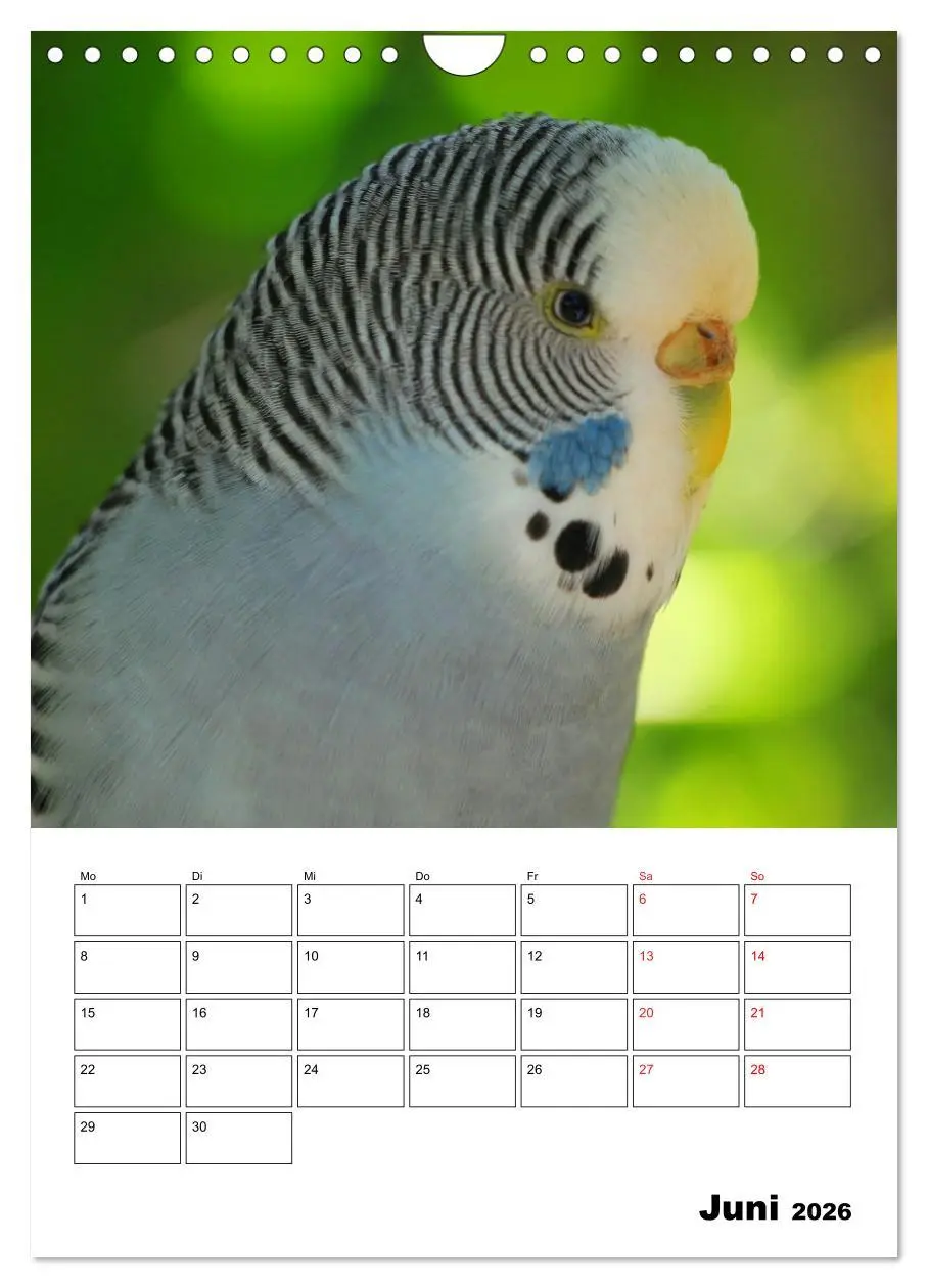 Bild: 9783516361223 | Der Wellensittich - mein bester Freund (Wandkalender 2026 DIN A4...