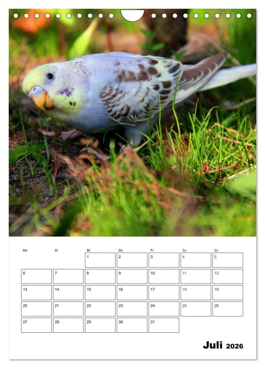 Bild: 9783516361223 | Der Wellensittich - mein bester Freund (Wandkalender 2026 DIN A4...