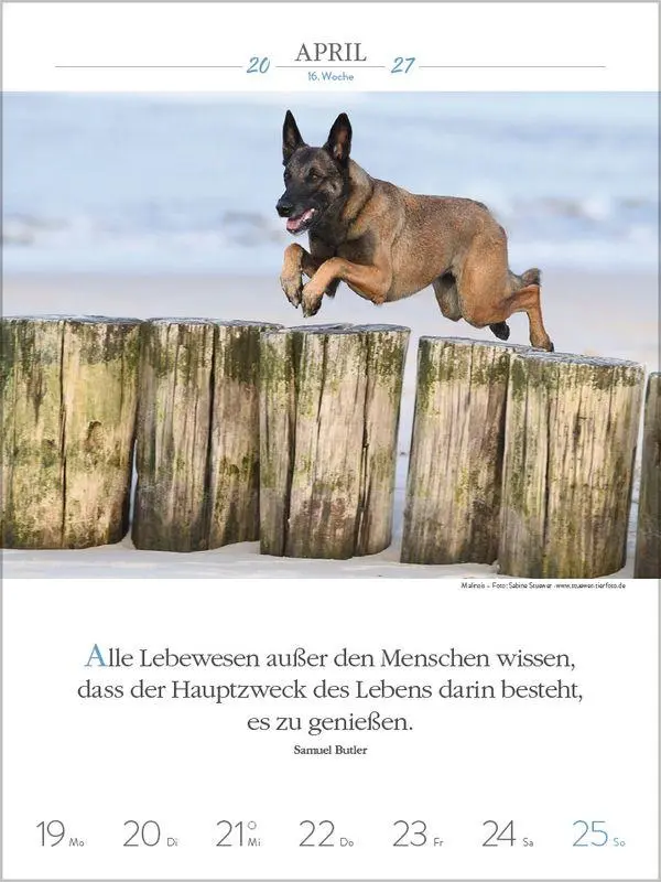 Bild: 9783819301223 | Literaturkalender Hunde 2027 | Korsch Verlag | Kalender | 54 S. | 2027