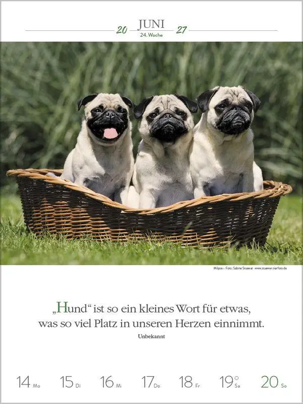 Bild: 9783819301223 | Literaturkalender Hunde 2027 | Korsch Verlag | Kalender | 54 S. | 2027