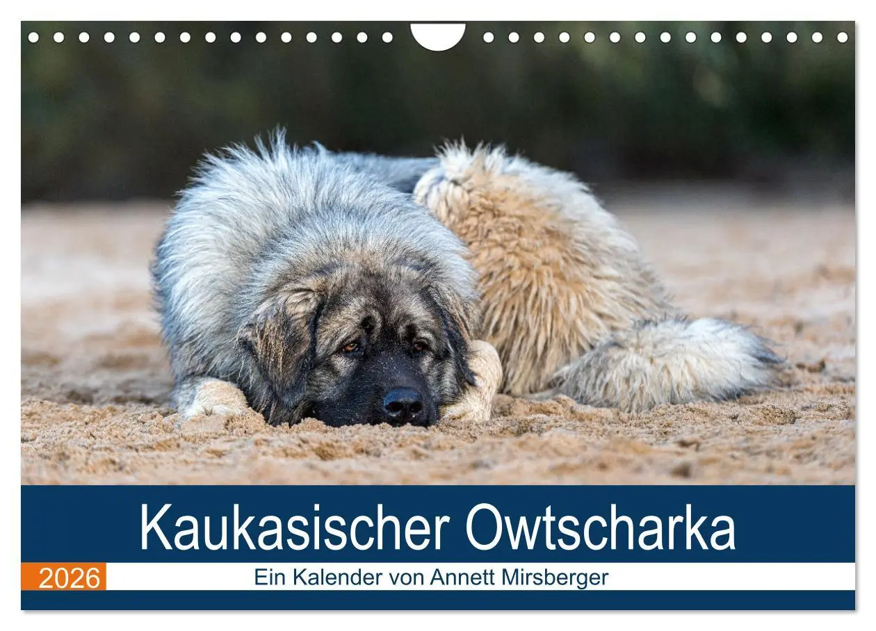 Cover: 9783457631423 | Kaukasischer Owtscharka (Wandkalender 2026 DIN A4 quer), CALVENDO...