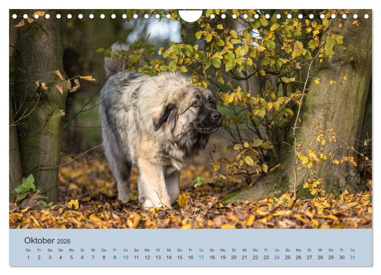 Bild: 9783457631423 | Kaukasischer Owtscharka (Wandkalender 2026 DIN A4 quer), CALVENDO...