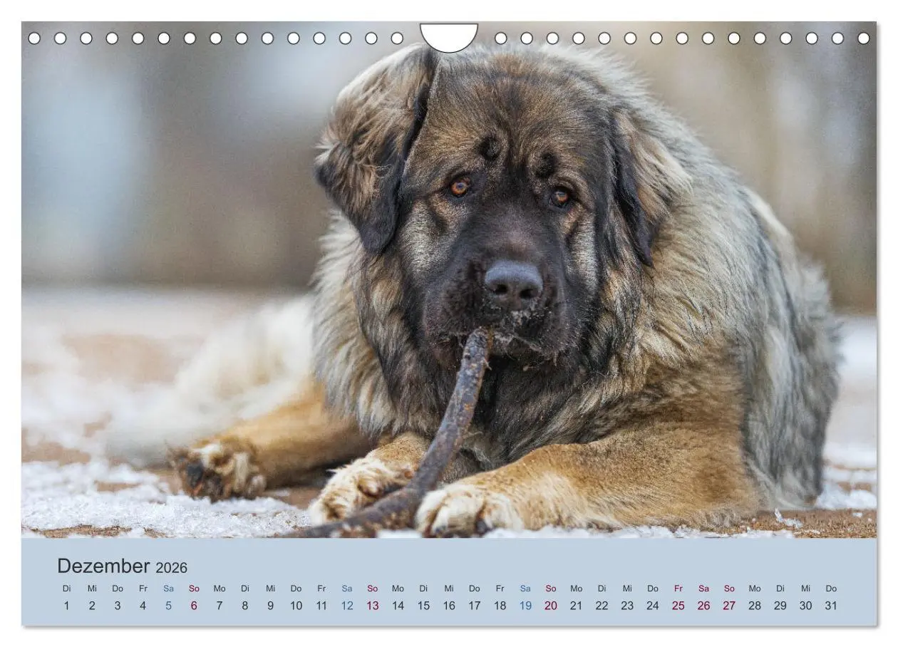 Bild: 9783457631423 | Kaukasischer Owtscharka (Wandkalender 2026 DIN A4 quer), CALVENDO...