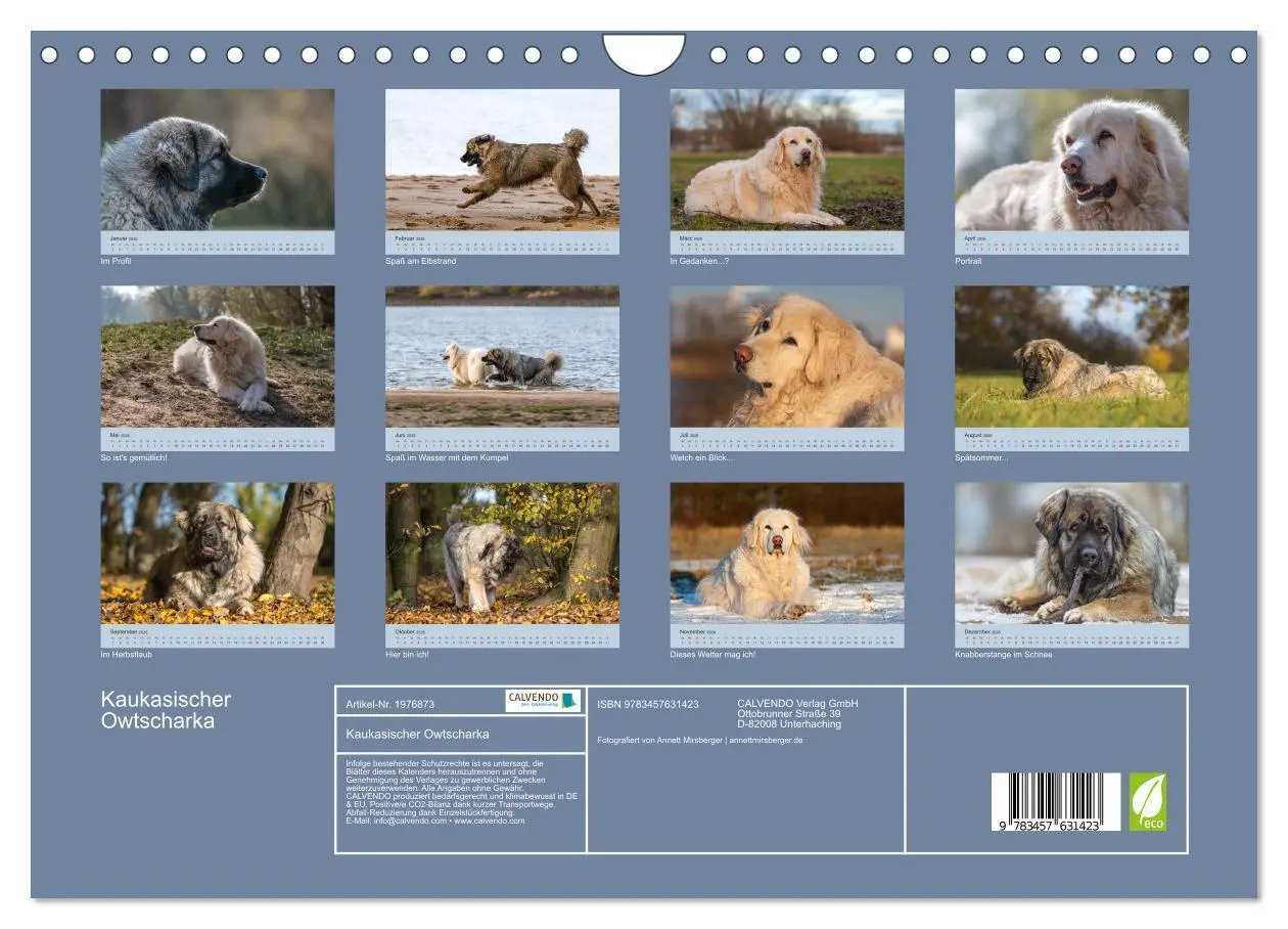Bild: 9783457631423 | Kaukasischer Owtscharka (Wandkalender 2026 DIN A4 quer), CALVENDO...