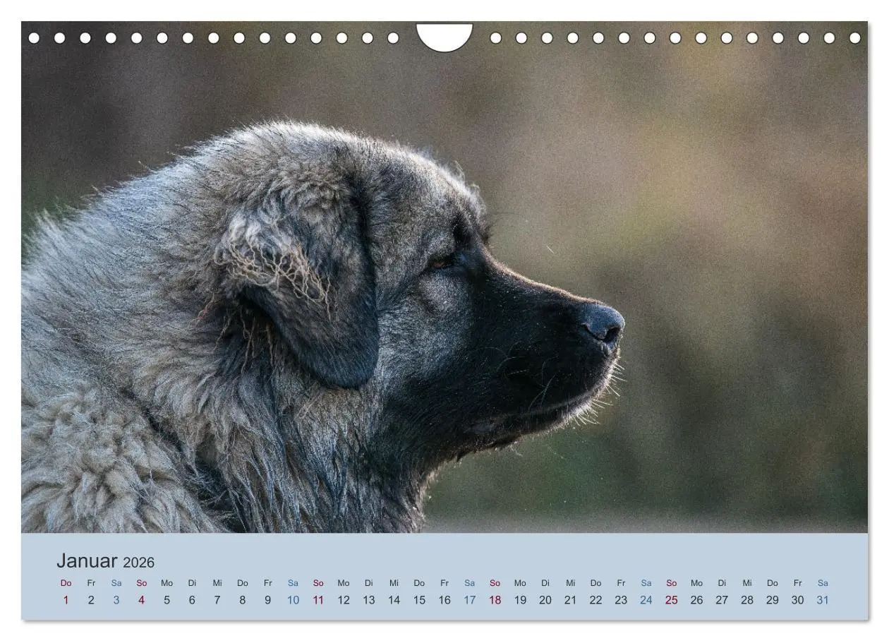 Bild: 9783457631423 | Kaukasischer Owtscharka (Wandkalender 2026 DIN A4 quer), CALVENDO...