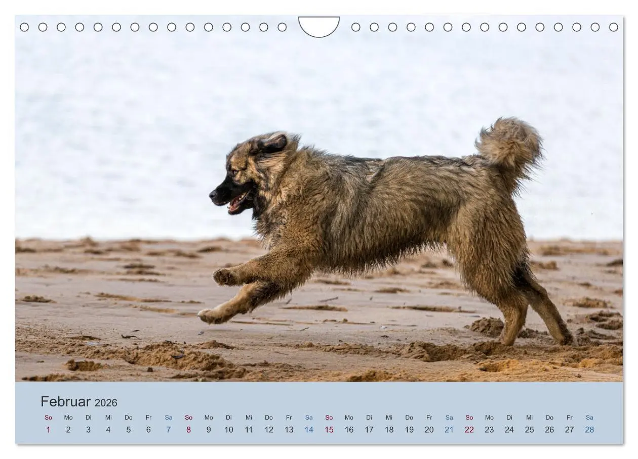 Bild: 9783457631423 | Kaukasischer Owtscharka (Wandkalender 2026 DIN A4 quer), CALVENDO...