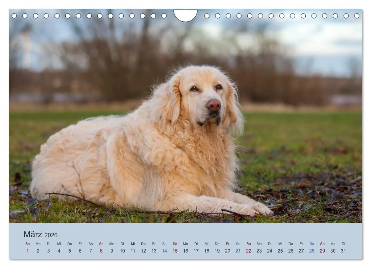 Bild: 9783457631423 | Kaukasischer Owtscharka (Wandkalender 2026 DIN A4 quer), CALVENDO...