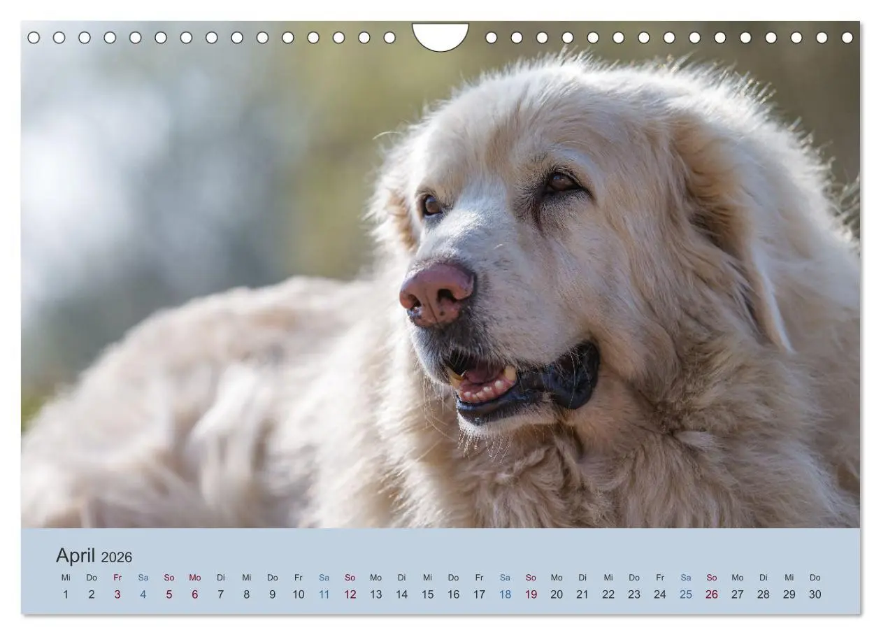 Bild: 9783457631423 | Kaukasischer Owtscharka (Wandkalender 2026 DIN A4 quer), CALVENDO...