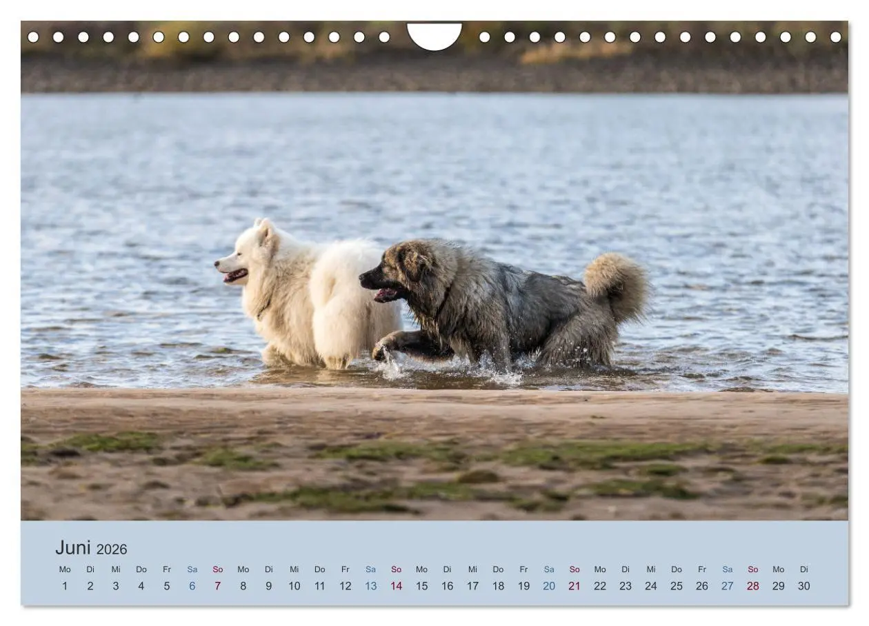 Bild: 9783457631423 | Kaukasischer Owtscharka (Wandkalender 2026 DIN A4 quer), CALVENDO...