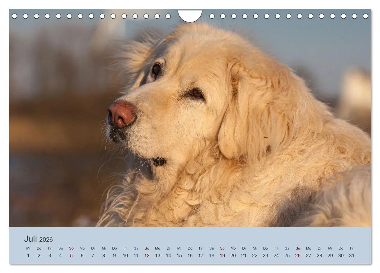 Bild: 9783457631423 | Kaukasischer Owtscharka (Wandkalender 2026 DIN A4 quer), CALVENDO...