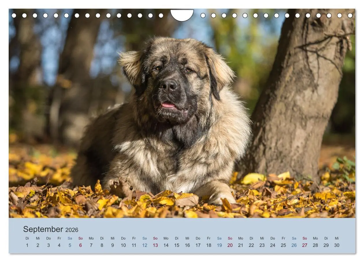 Bild: 9783457631423 | Kaukasischer Owtscharka (Wandkalender 2026 DIN A4 quer), CALVENDO...
