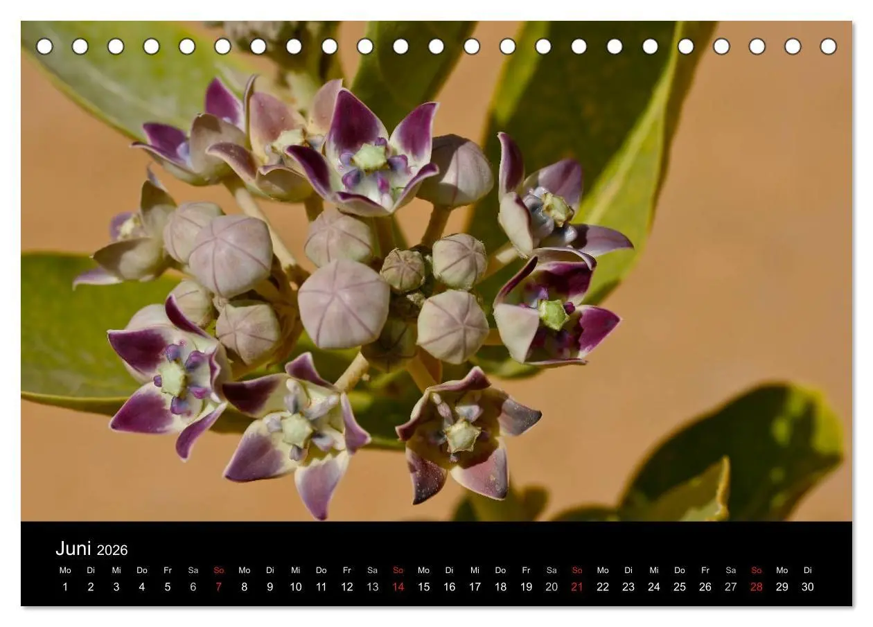Bild: 9783516191523 | Sahara - Südalgerien (Tischkalender 2026 DIN A5 quer), CALVENDO...