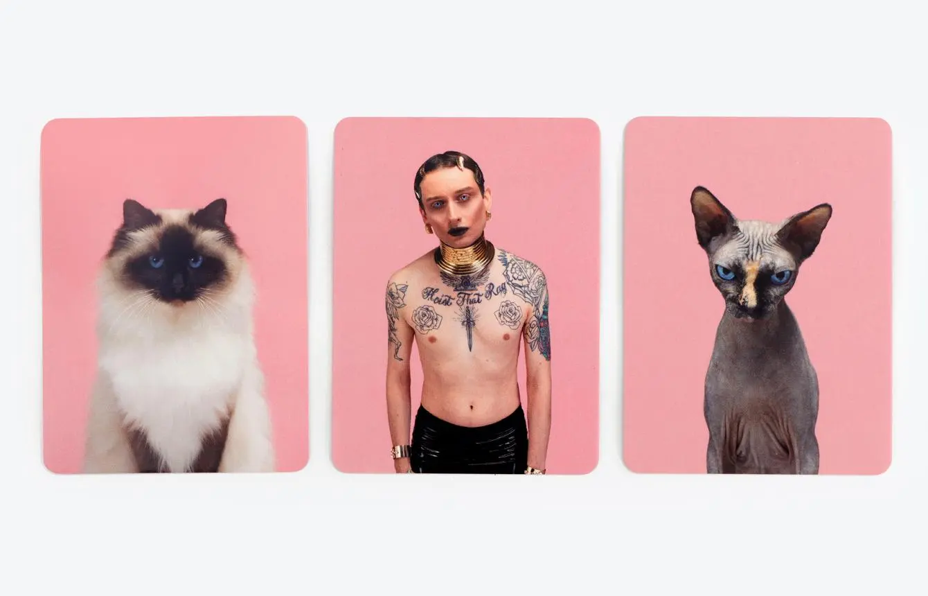 Bild: 9783962441623 | Siehst du aus wie deine Katze ? | Ein Memo-Spiel | Gethings (u. a.)
