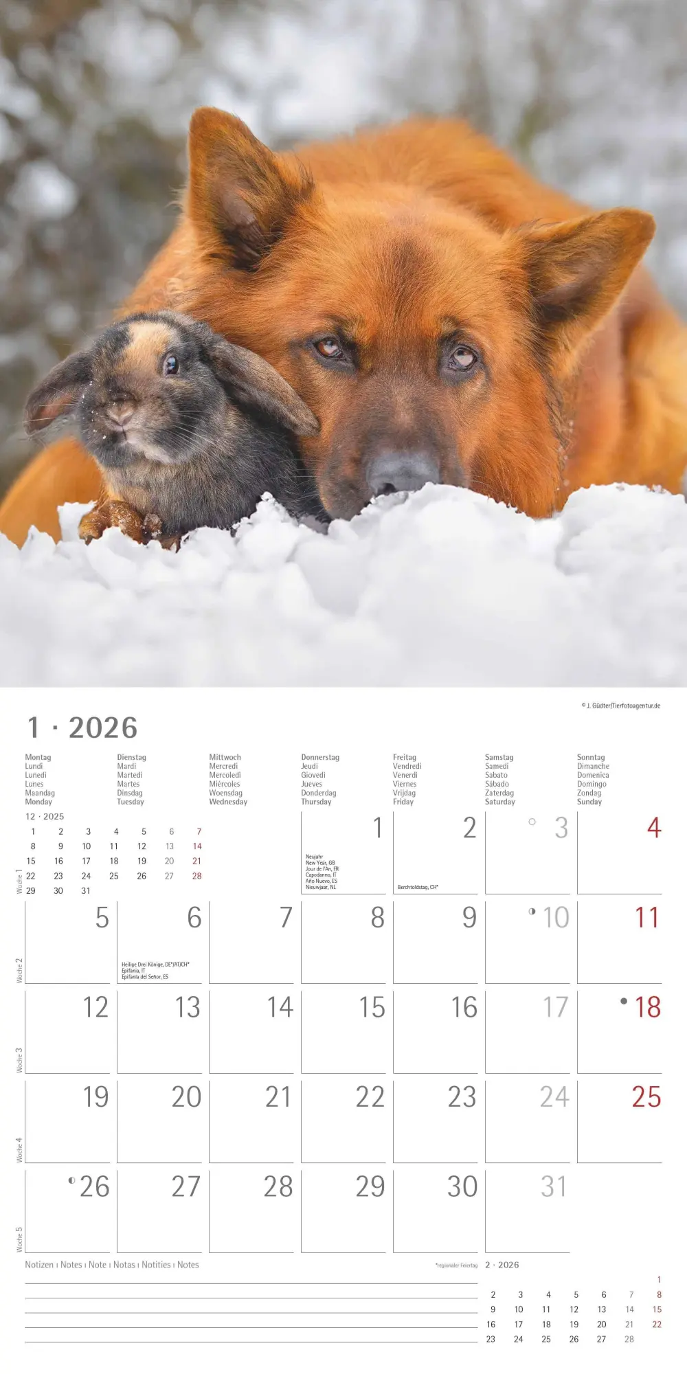 Bild: 4069095001923 | Tierfreundschaften 2026 - Broschürenkalender 30x30 cm (30x60...