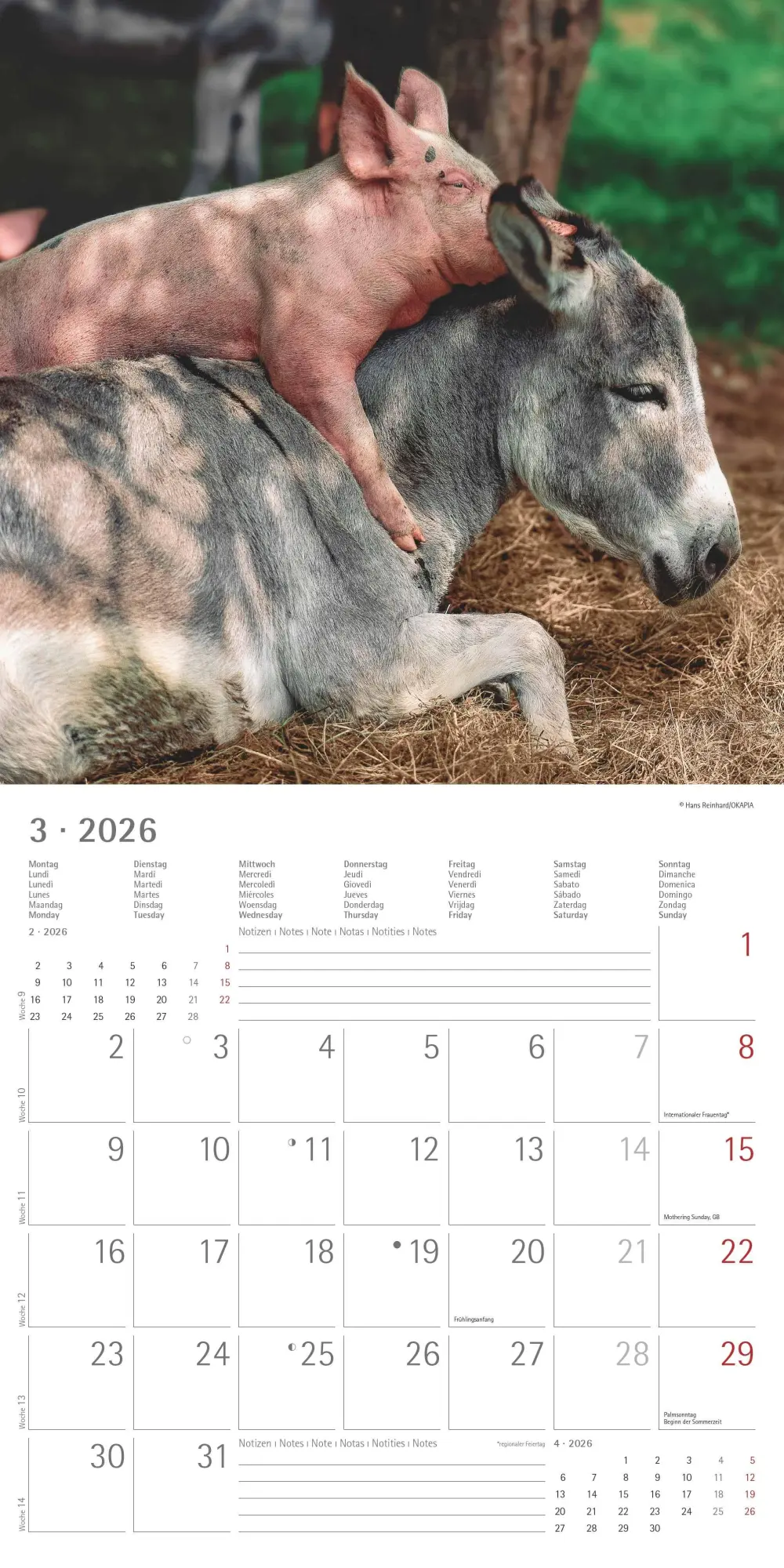 Bild: 4069095001923 | Tierfreundschaften 2026 - Broschürenkalender 30x30 cm (30x60...