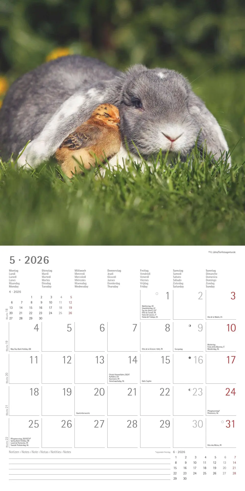Bild: 4069095001923 | Tierfreundschaften 2026 - Broschürenkalender 30x30 cm (30x60...