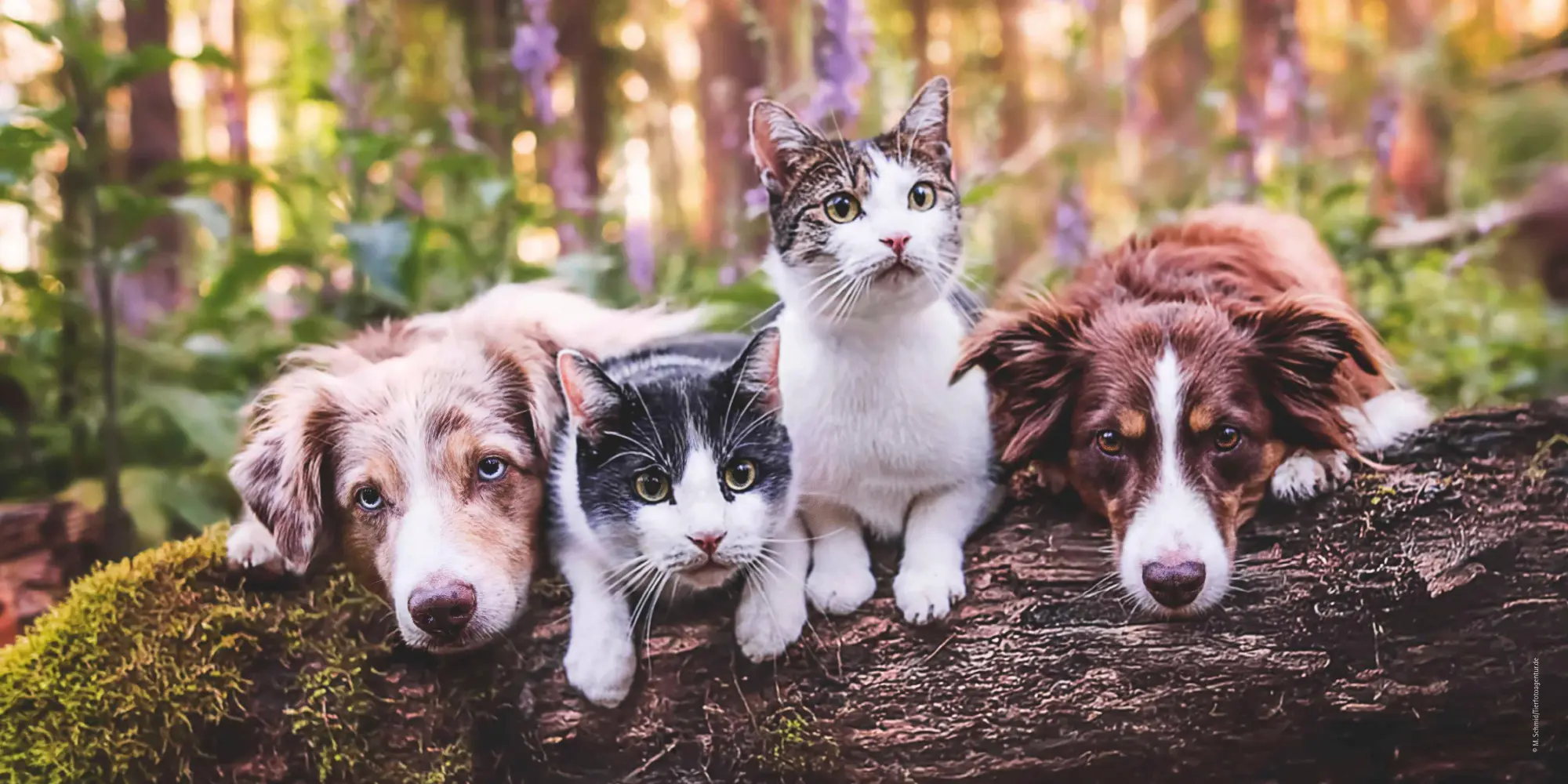 Bild: 4069095001923 | Tierfreundschaften 2026 - Broschürenkalender 30x30 cm (30x60...