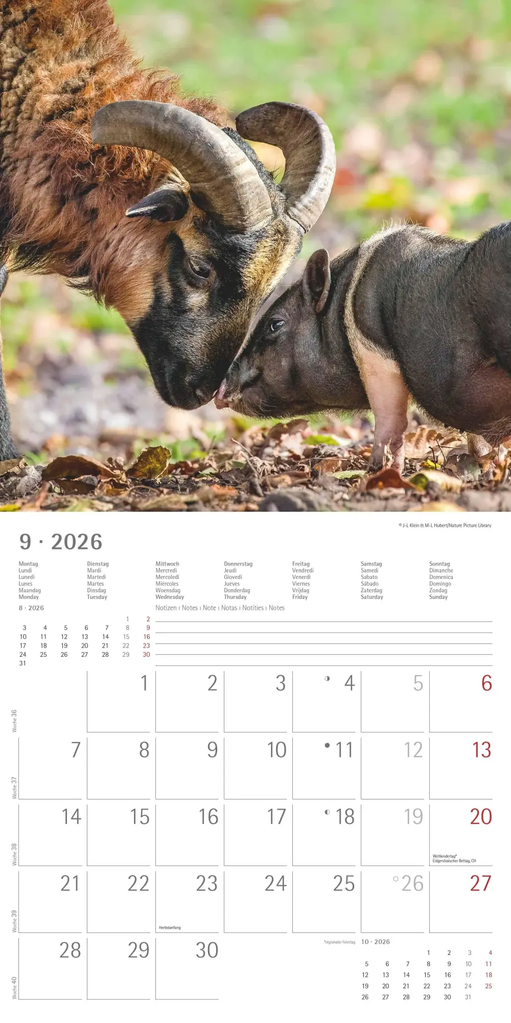 Bild: 4069095001923 | Tierfreundschaften 2026 - Broschürenkalender 30x30 cm (30x60...