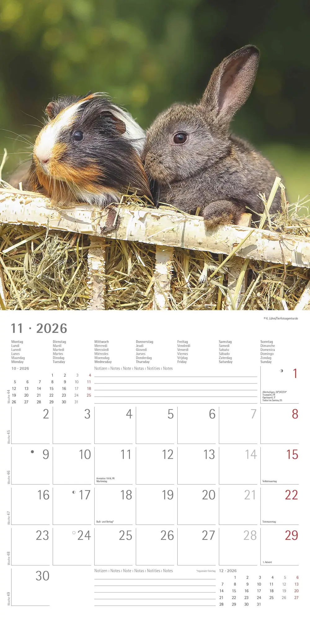 Bild: 4069095001923 | Tierfreundschaften 2026 - Broschürenkalender 30x30 cm (30x60...