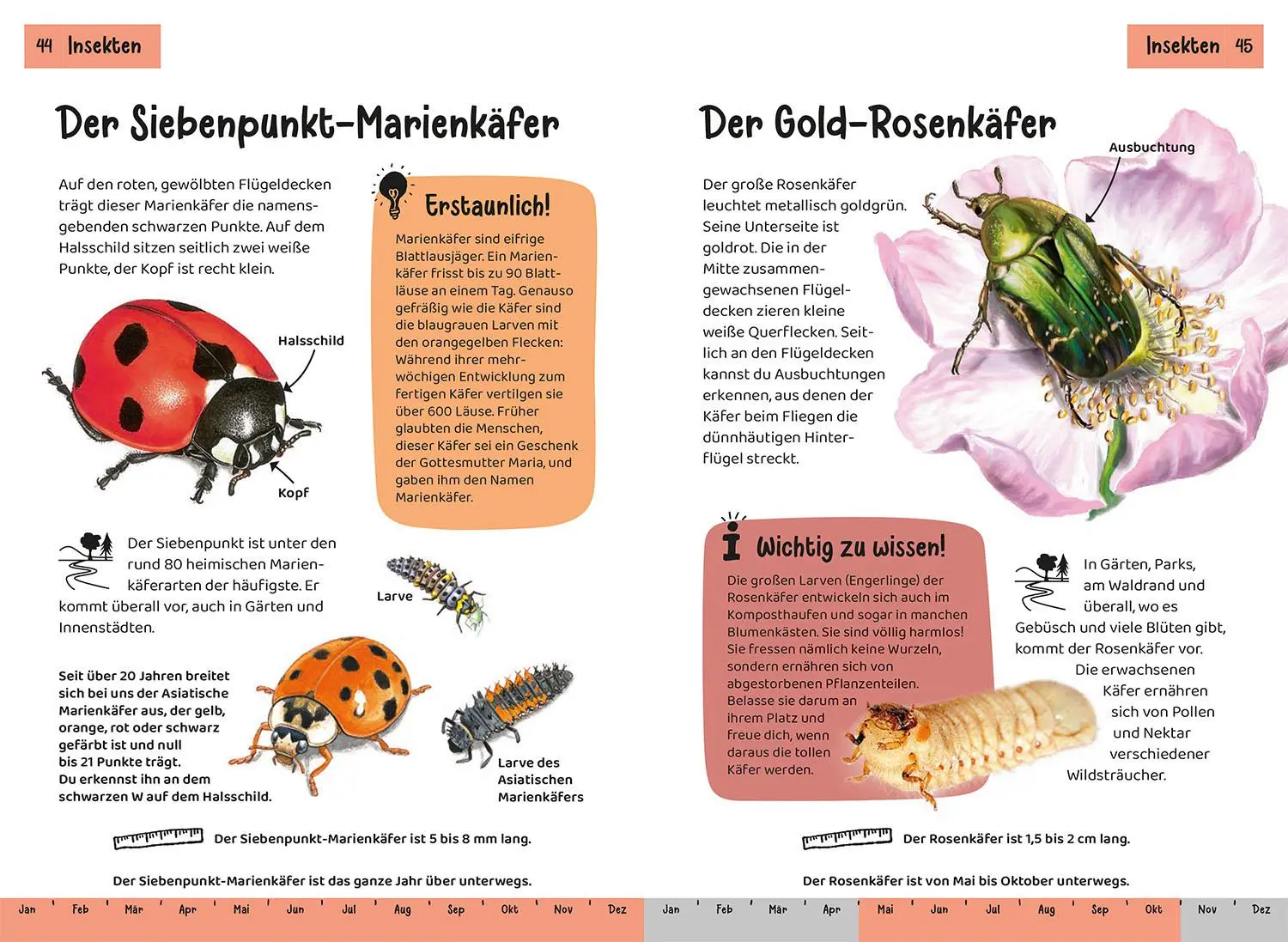 Bild: 9783440182123 | Was lebt im Garten? Kindernaturführer | Bärbel Oftring | Taschenbuch