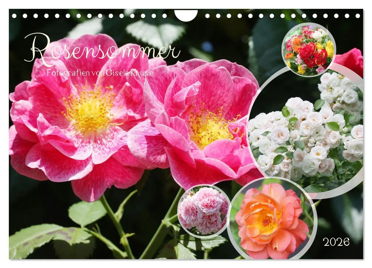 Cover: 9783457322123 | Rosensommer (Wandkalender 2026 DIN A4 quer), CALVENDO Monatskalender