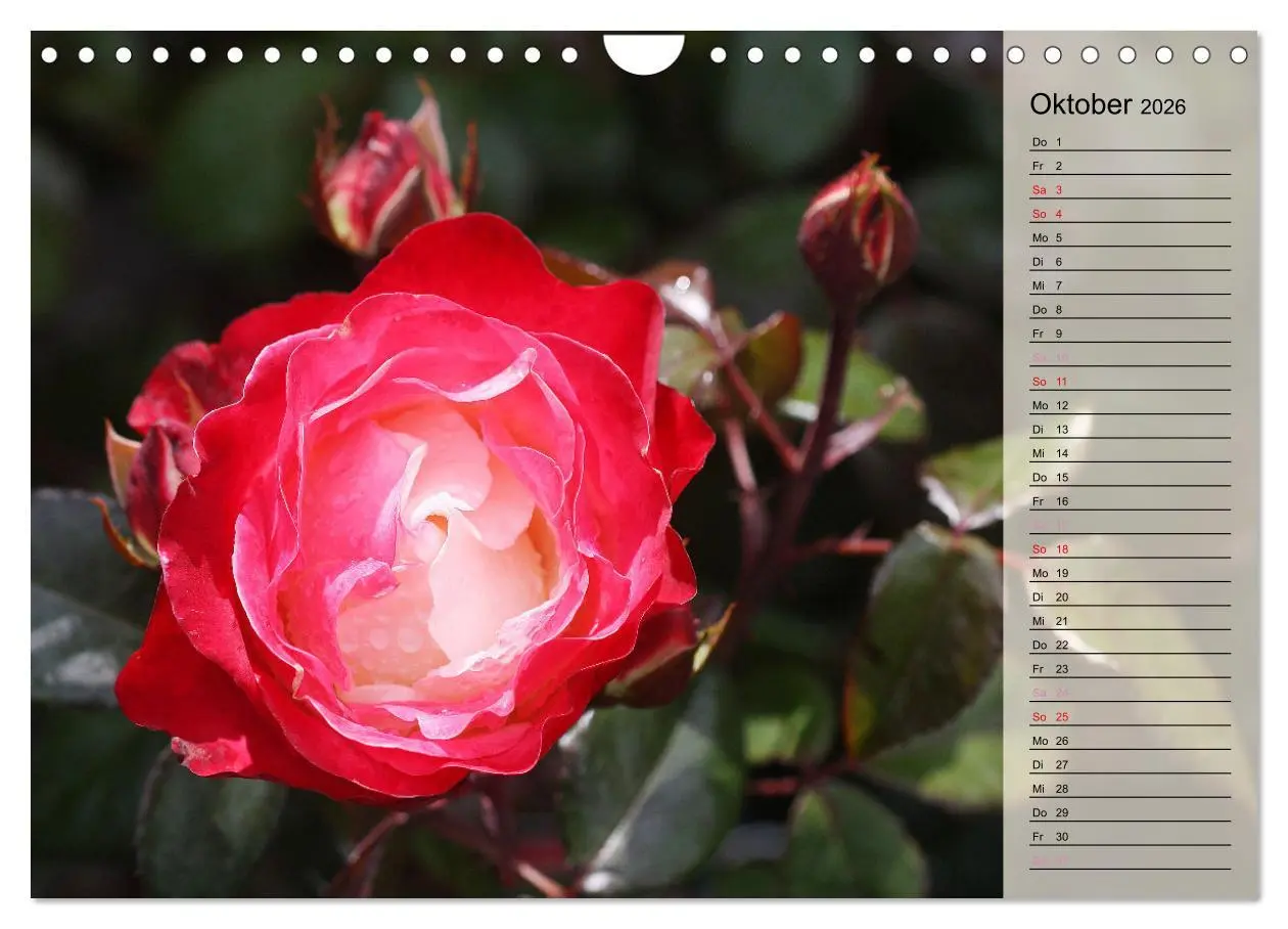 Bild: 9783457322123 | Rosensommer (Wandkalender 2026 DIN A4 quer), CALVENDO Monatskalender