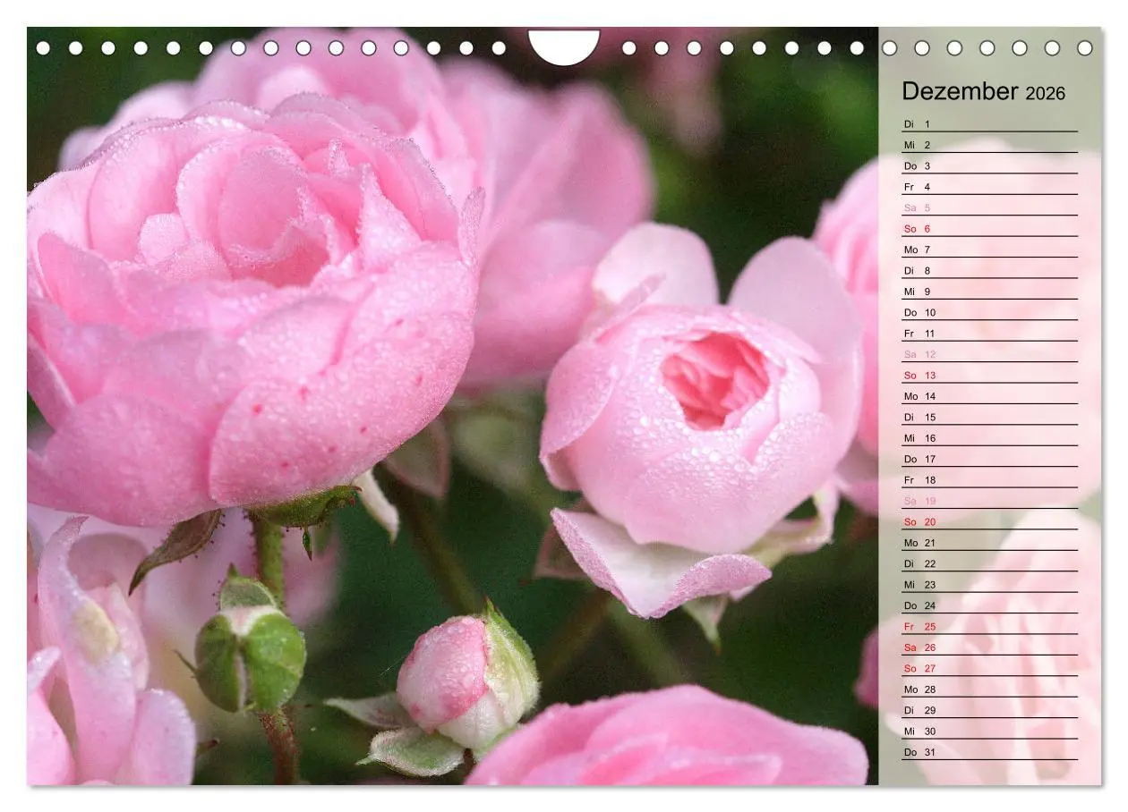 Bild: 9783457322123 | Rosensommer (Wandkalender 2026 DIN A4 quer), CALVENDO Monatskalender