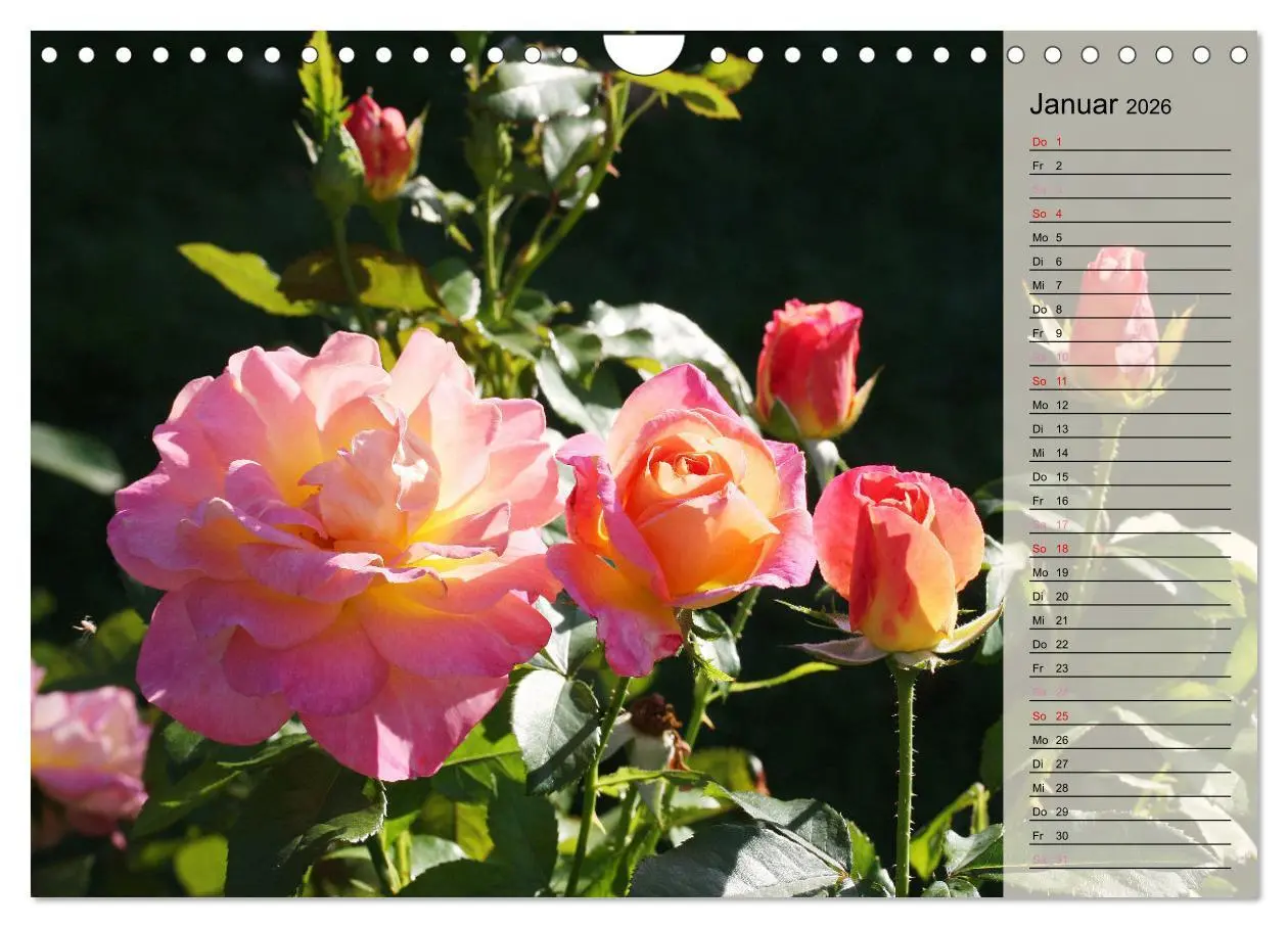 Bild: 9783457322123 | Rosensommer (Wandkalender 2026 DIN A4 quer), CALVENDO Monatskalender