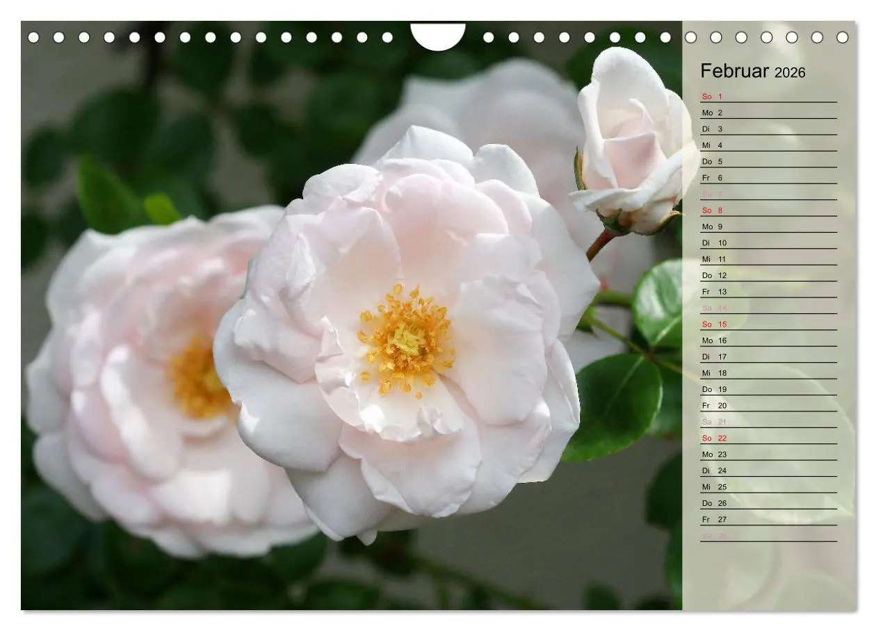Bild: 9783457322123 | Rosensommer (Wandkalender 2026 DIN A4 quer), CALVENDO Monatskalender
