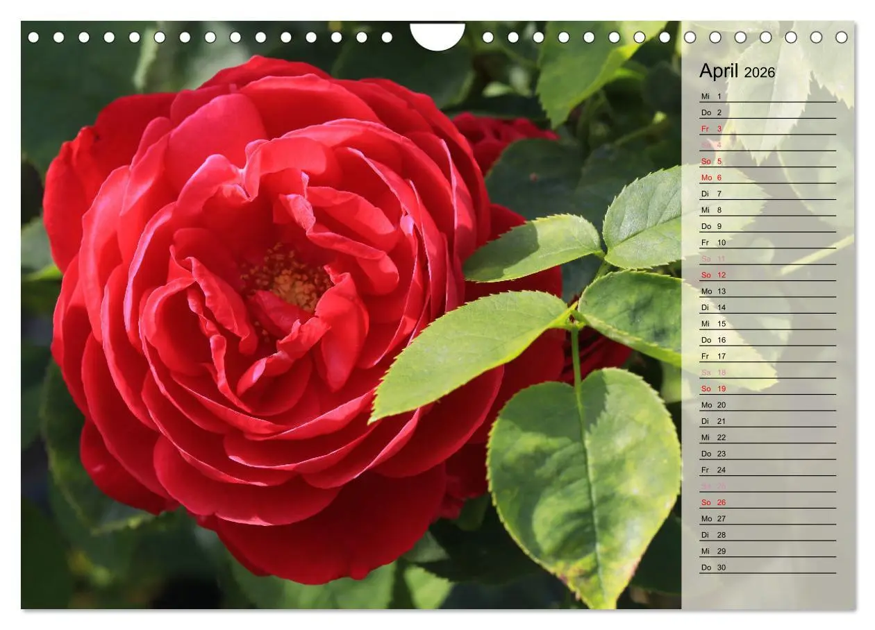 Bild: 9783457322123 | Rosensommer (Wandkalender 2026 DIN A4 quer), CALVENDO Monatskalender