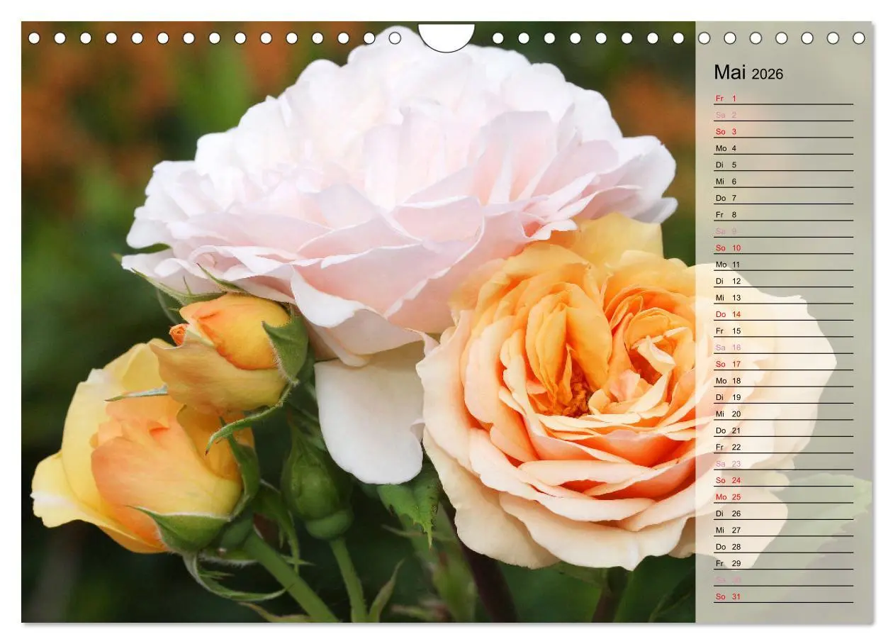 Bild: 9783457322123 | Rosensommer (Wandkalender 2026 DIN A4 quer), CALVENDO Monatskalender