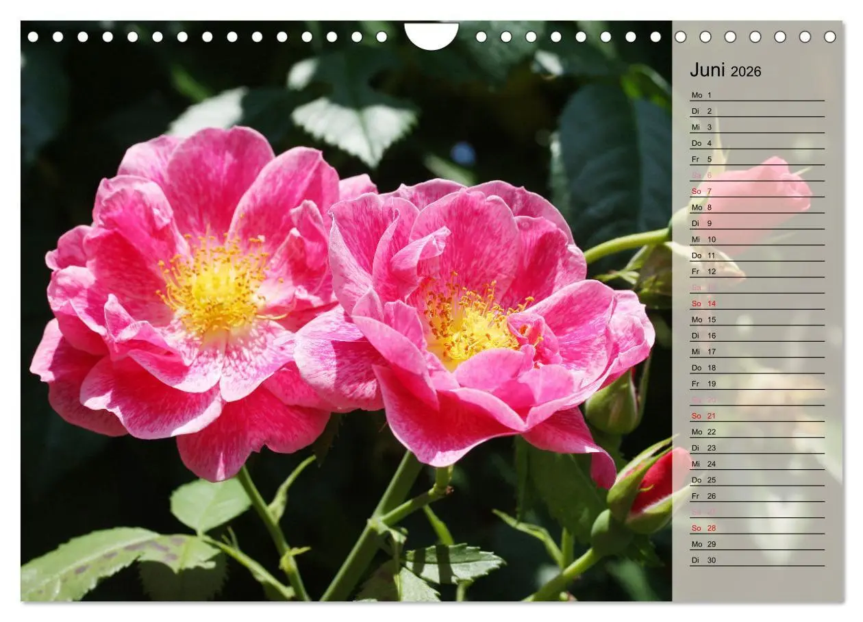 Bild: 9783457322123 | Rosensommer (Wandkalender 2026 DIN A4 quer), CALVENDO Monatskalender
