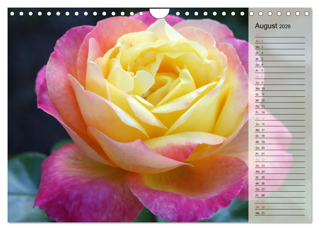 Bild: 9783457322123 | Rosensommer (Wandkalender 2026 DIN A4 quer), CALVENDO Monatskalender