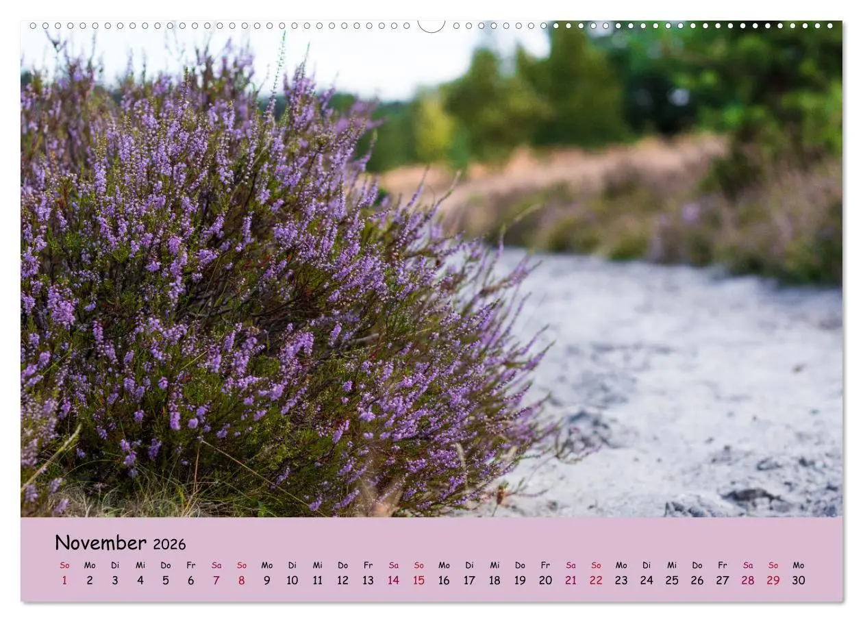 Bild: 9783457622223 | Lüneburger Heide Wege (Wandkalender 2026 DIN A2 quer), CALVENDO...