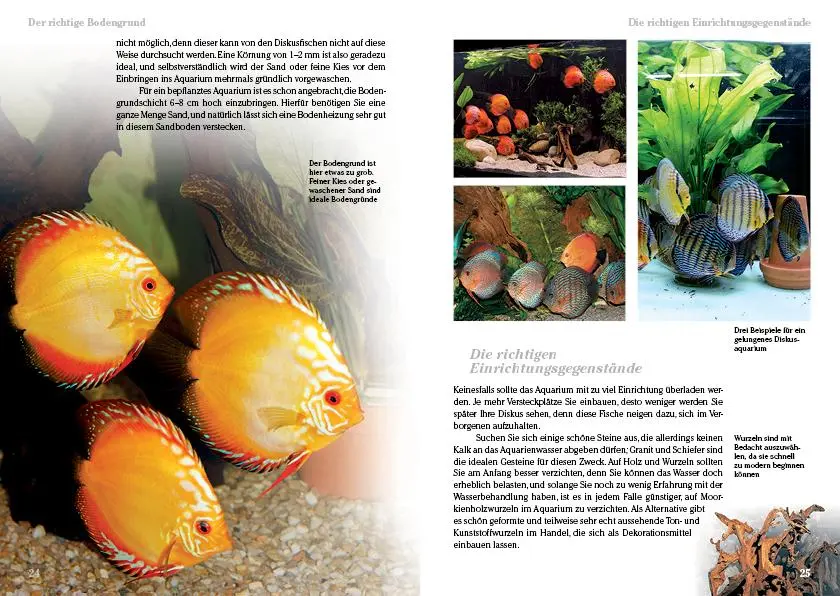 Bild: 9783866592223 | Diskusfische | Bernd Degen | Taschenbuch | Art für Art | Deutsch