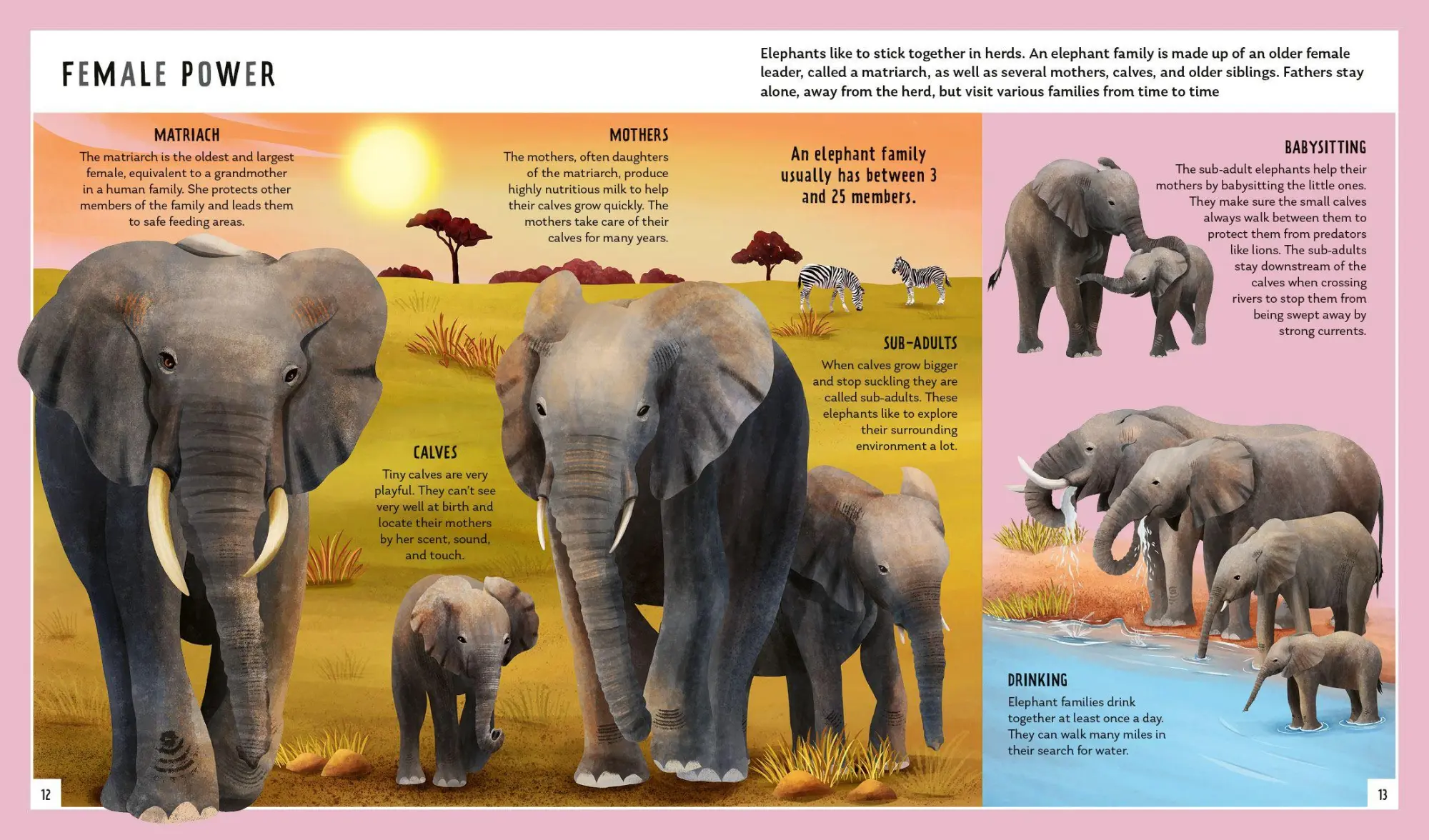 Bild: 9781838992323 | African Elephant (Young Zoologist) | Festus W. Ihwagi (u. a.) | Buch
