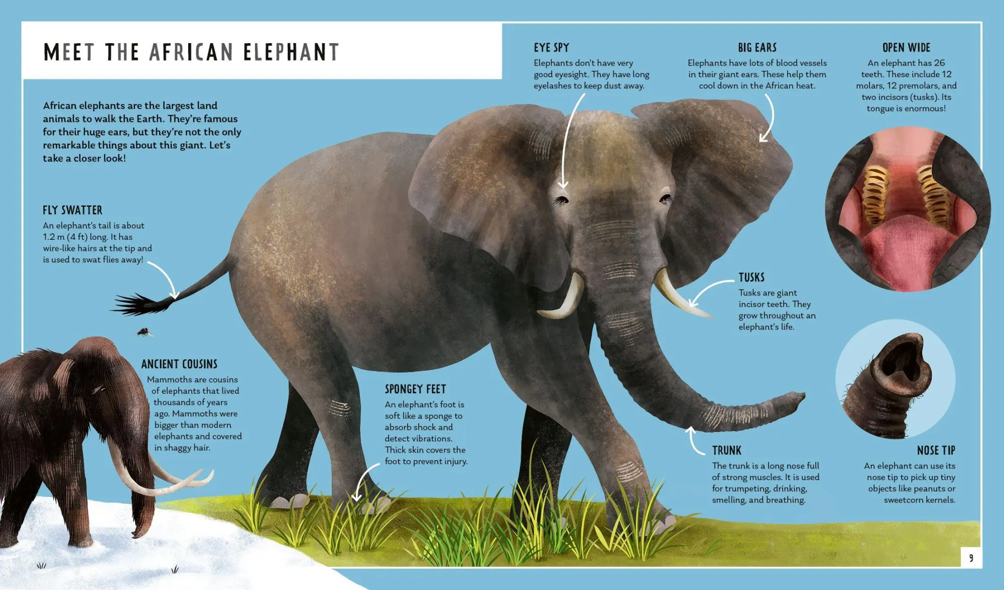 Bild: 9781838992323 | African Elephant (Young Zoologist) | Festus W. Ihwagi (u. a.) | Buch