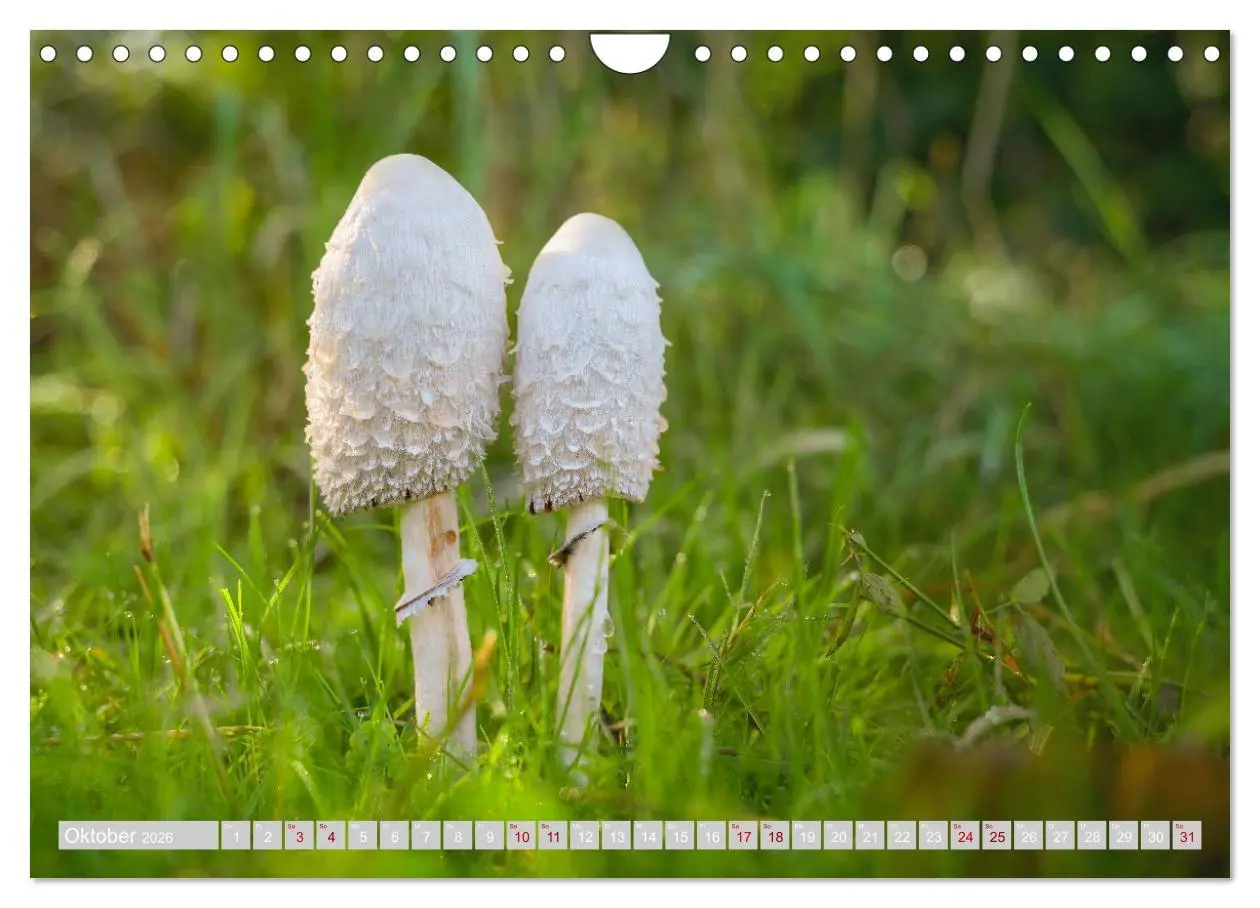 Bild: 9783457542323 | Pilze vor der Makrolinse 2026 (Wandkalender 2026 DIN A4 quer),...